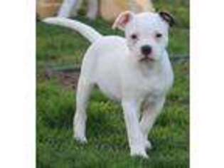 American Bulldog Puppy for sale in Clayton, OH, USA