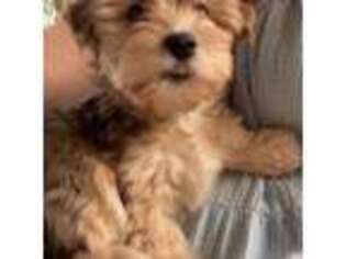 Yorkshire Terrier Puppy for sale in Mertzon, TX, USA