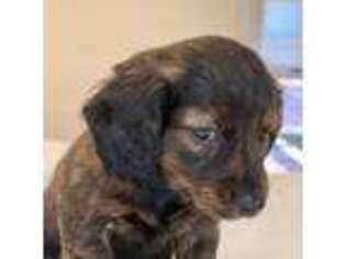 Dachshund Puppy for sale in Tupelo, MS, USA