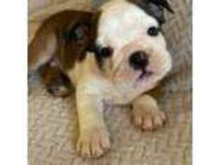 Bulldog Puppy for sale in Red Bluff, CA, USA