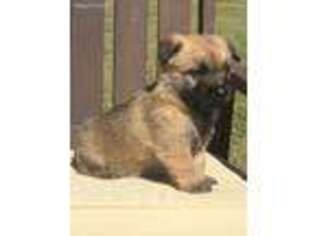 Cairn Terrier Puppy for sale in Winder, GA, USA