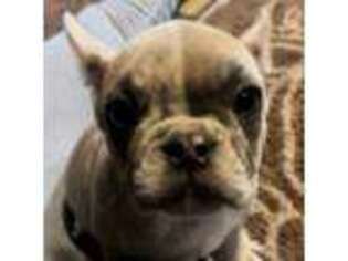 French Bulldog Puppy for sale in Brownsburg, IN, USA