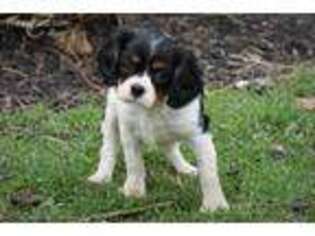 Cavalier King Charles Spaniel Puppy for sale in Romulus, NY, USA