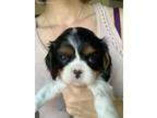 Cavalier King Charles Spaniel Puppy for sale in Beaverdam, VA, USA