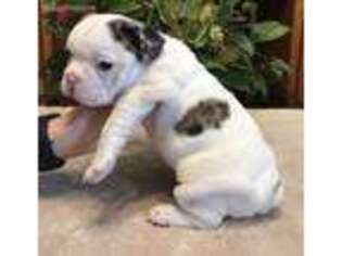 French Bulldog Puppy for sale in Smyrna, GA, USA