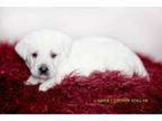 Labrador Retriever Puppy for sale in Mcloud, OK, USA