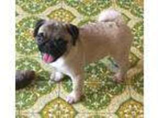 Pug Puppy for sale in Brodhead, WI, USA