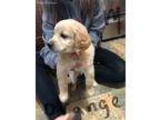 Goldendoodle Puppy for sale in Teutopolis, IL, USA