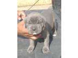 Cane Corso Puppy for sale in Helena, AL, USA