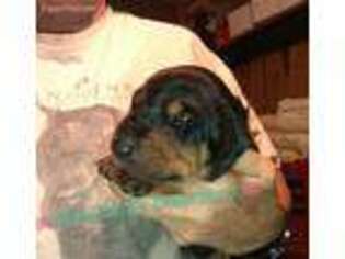 Doberman Pinscher Puppy for sale in Phenix City, AL, USA