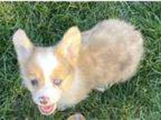 Pembroke Welsh Corgi Puppy for sale in Lacey, WA, USA