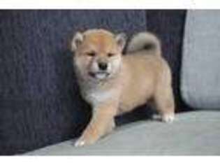 Shiba Inu Puppy for sale in Cincinnati, OH, USA