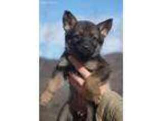 German Shepherd Dog Puppy for sale in Combs, AR, USA