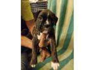 Boxer Puppy for sale in East Wenatchee, WA, USA
