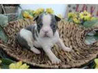 Boston Terrier Puppy for sale in Farmington, MO, USA