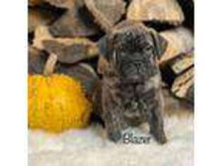Bullmastiff Puppy for sale in Syracuse, IN, USA