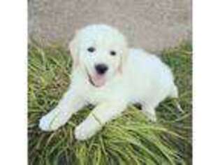 Mutt Puppy for sale in Bend, OR, USA