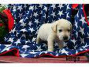 Labrador Retriever Puppy for sale in Roanoke, IN, USA