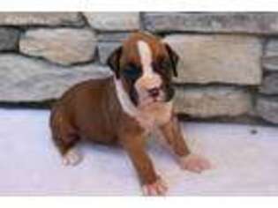 Boxer Puppy for sale in Seneca, SC, USA