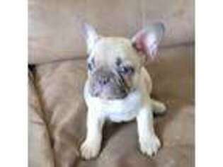 French Bulldog Puppy for sale in Madison Heights, VA, USA