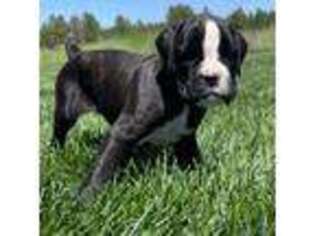 Boxer Puppy for sale in Medical Lake, WA, USA