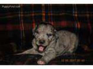Great Dane Puppy for sale in West Liberty, KY, USA