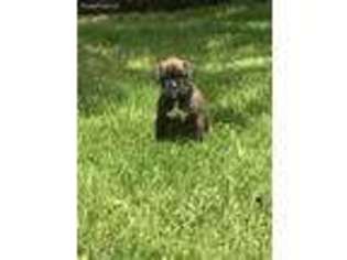 Boxer Puppy for sale in Grand Forks, ND, USA