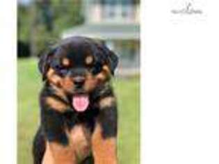 Rottweiler Puppy for sale in Hattiesburg, MS, USA