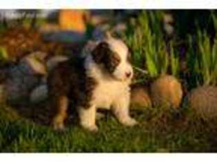 Australian Shepherd Puppy for sale in Platteville, CO, USA