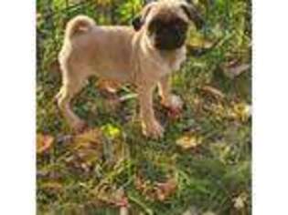 Pug Puppy for sale in Clintonville, WI, USA