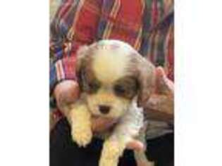 Cavalier King Charles Spaniel Puppy for sale in Crestview, FL, USA