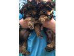 Yorkshire Terrier Puppy for sale in Flagstaff, AZ, USA