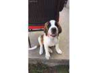 Saint Bernard Puppy for sale in Alton, IL, USA