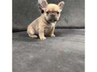 French Bulldog Puppy for sale in Hawthorne, CA, USA
