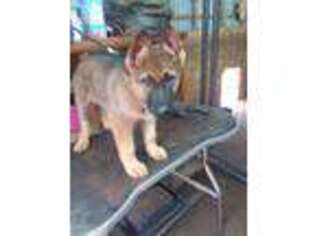 German Shepherd Dog Puppy for sale in Taylorsville, NC, USA