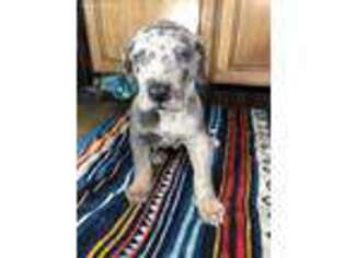 Great Dane Puppy for sale in Kansas City, MO, USA