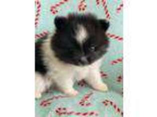 Pomeranian Puppy for sale in Moriarty, NM, USA