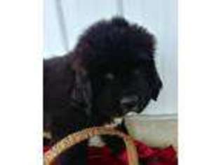 Newfoundland Puppy for sale in Grabill, IN, USA