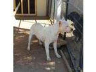 Dogo Argentino Puppy for sale in Madera, CA, USA