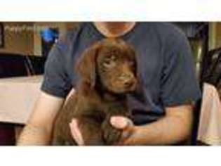 Labrador Retriever Puppy for sale in Forsyth, MO, USA