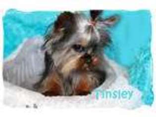 Yorkshire Terrier Puppy for sale in Vacaville, CA, USA