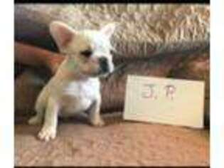 French Bulldog Puppy for sale in Thomas, OK, USA