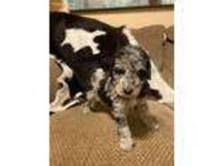 Mutt Puppy for sale in Pampa, TX, USA