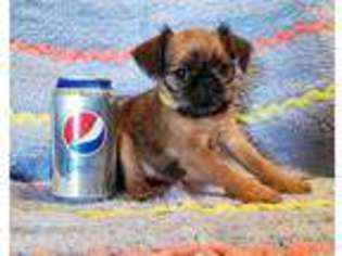 Brussels Griffon Puppy for sale in Corpus Christi, TX, USA