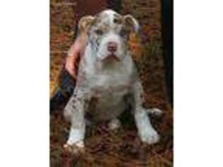 Alapaha Blue Blood Bulldog Puppy for sale in Sanford, NC, USA