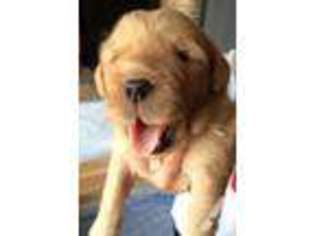 Golden Retriever Puppy for sale in FLORENCE, KY, USA