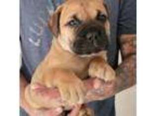 Bullmastiff Puppy for sale in Dallas, TX, USA