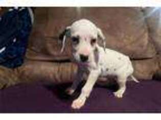 Dalmatian Puppy for sale in Tulsa, OK, USA