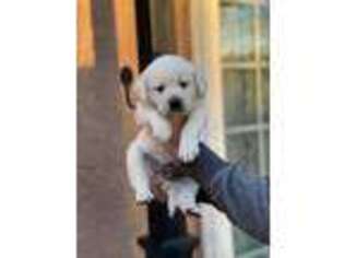 Labrador Retriever Puppy for sale in Stockton, CA, USA