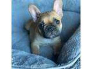French Bulldog Puppy for sale in Elk City, OK, USA
